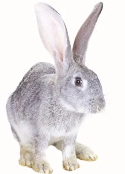 Aliment granulé lapins - 25kg Aliments Animaux De Compagnie