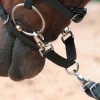 Discount Alliance de mors Travail À La Longe & Voltige