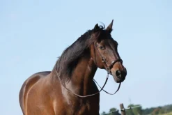 Sale Bridon Sidepull Filets & Bridons