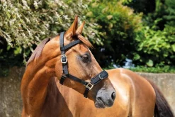 Hot Cavecon en nylon Travail À La Longe & Voltige