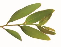 New Deterquat Cl 9.6 Eucalyptus - 20L Hygiène Des Locaux