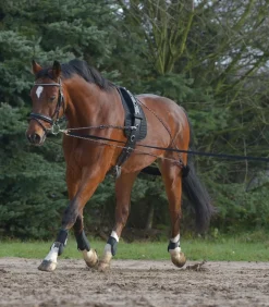 Enrênement à poulies - T. cheval Travail À La Longe & Voltige