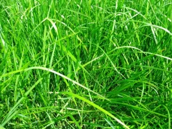 Best Fétuque des prés Semences Fourragères