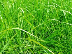 Best Fétuque des prés Semences Fourragères