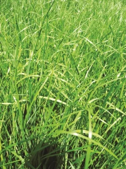 Best Fétuque élevée Rostuque - 10kg Semences Fourragères