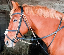 Discount Gogue à poulies - T. cheval Enrênements