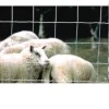 Clearance Grillage à moutons - 50m Fil De Clôture