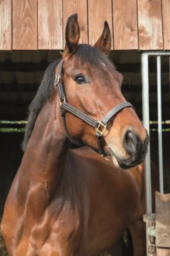 New Licol cuir triple stitched T. cheval Licols Et Longes