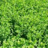 Sale Lotier corniculé Semences Fourragères