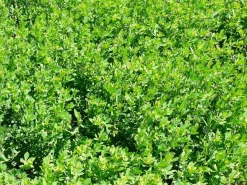 Sale Lotier corniculé Semences Fourragères