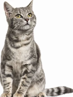 Hot Mag Life Croc Cat - 4kg Aliments Animaux De Compagnie