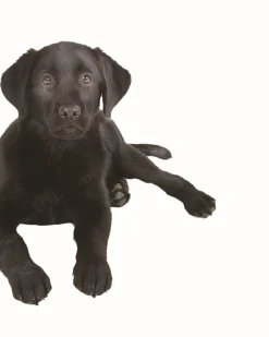 Hot Mag Life Premium Junior - 20kg Aliments Animaux De Compagnie