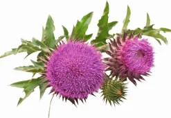 Hot Max Bloc Organic - 20kg Minéraux & Vitamines