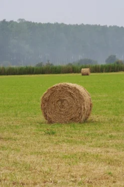 Best Mix Dry - 15kg Semences Fourragères