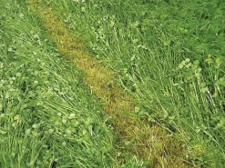 Discount Mix Trienal Pro - 15kg Semences Fourragères