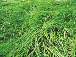 Clearance RGA Cabrau - 10kg Semences Fourragères