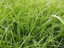 Sale RGA Carréo - 10kg Semences Fourragères