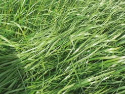 Discount RGI non alternatif tétraploïde Carital - 10kg Semences Fourragères