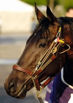 Stableizer - Taille M Produits De Pharmacie